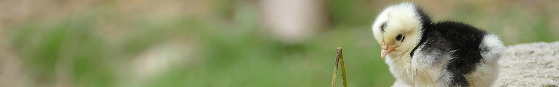 ferme-dans-le-gard Ferme dans le gard